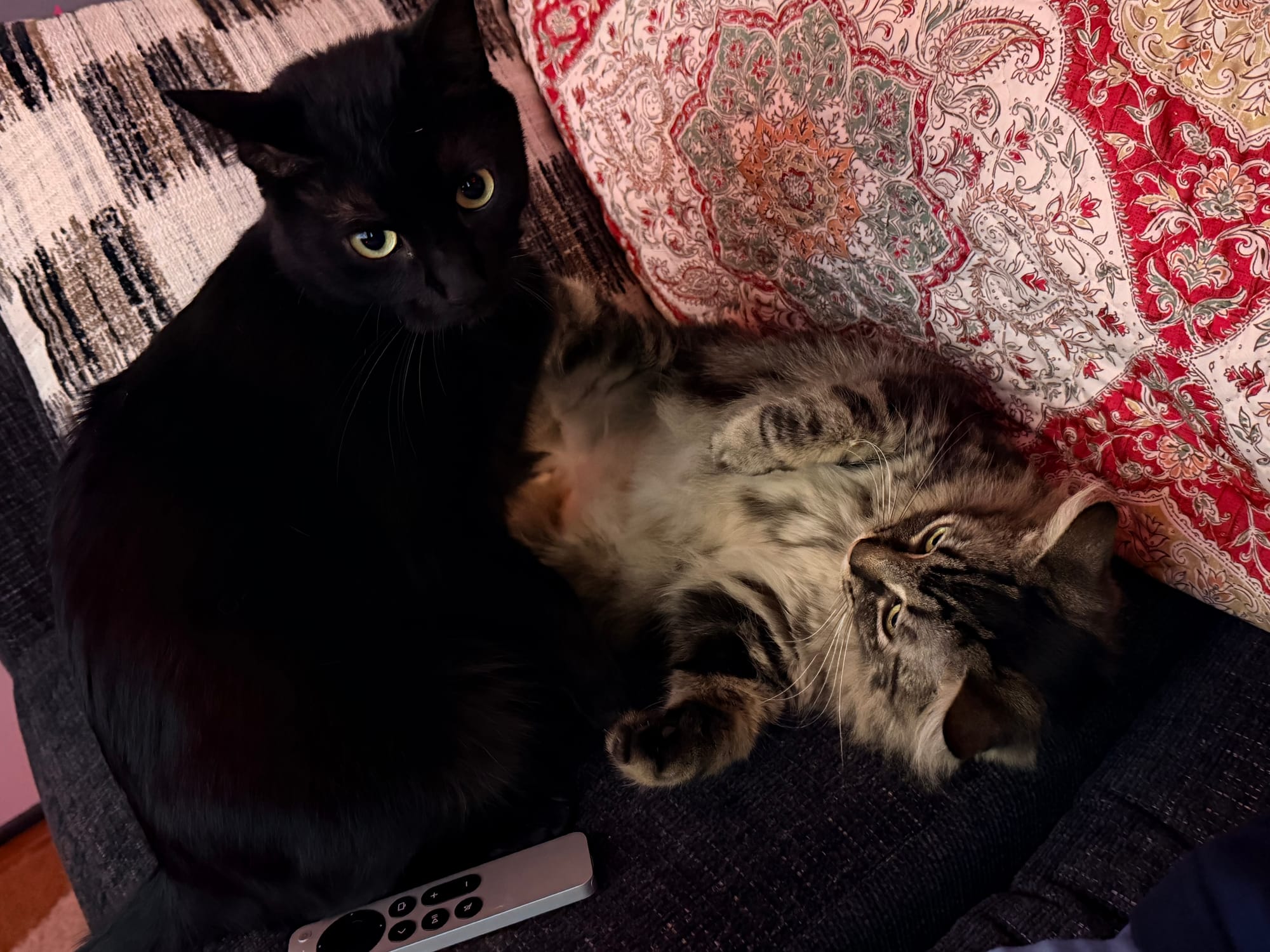 A black cat sits next to a brown and black Maine coon mix that's laying on its back, ready to fight