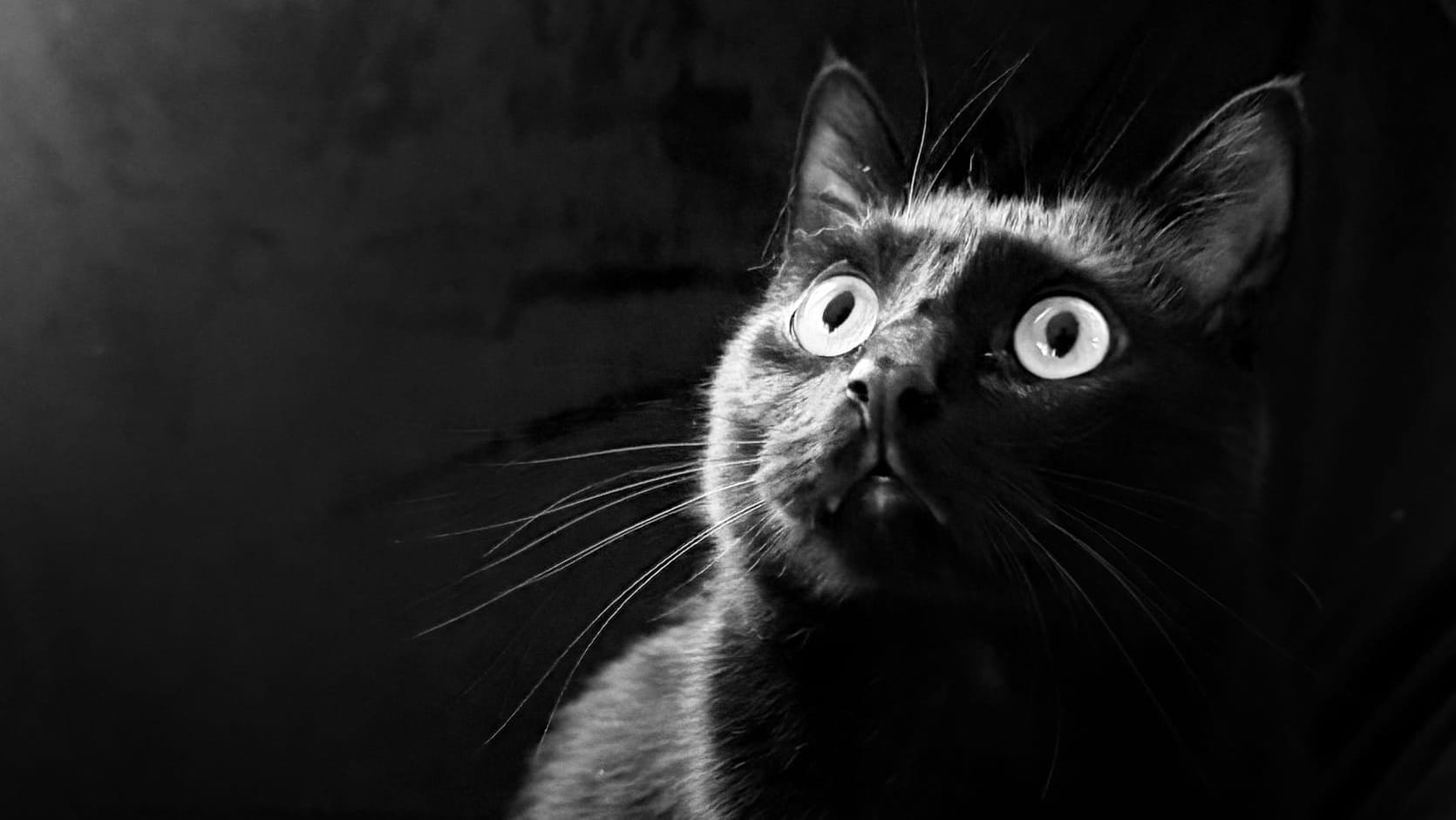 A black cat in black and white with high contrast against a black background
