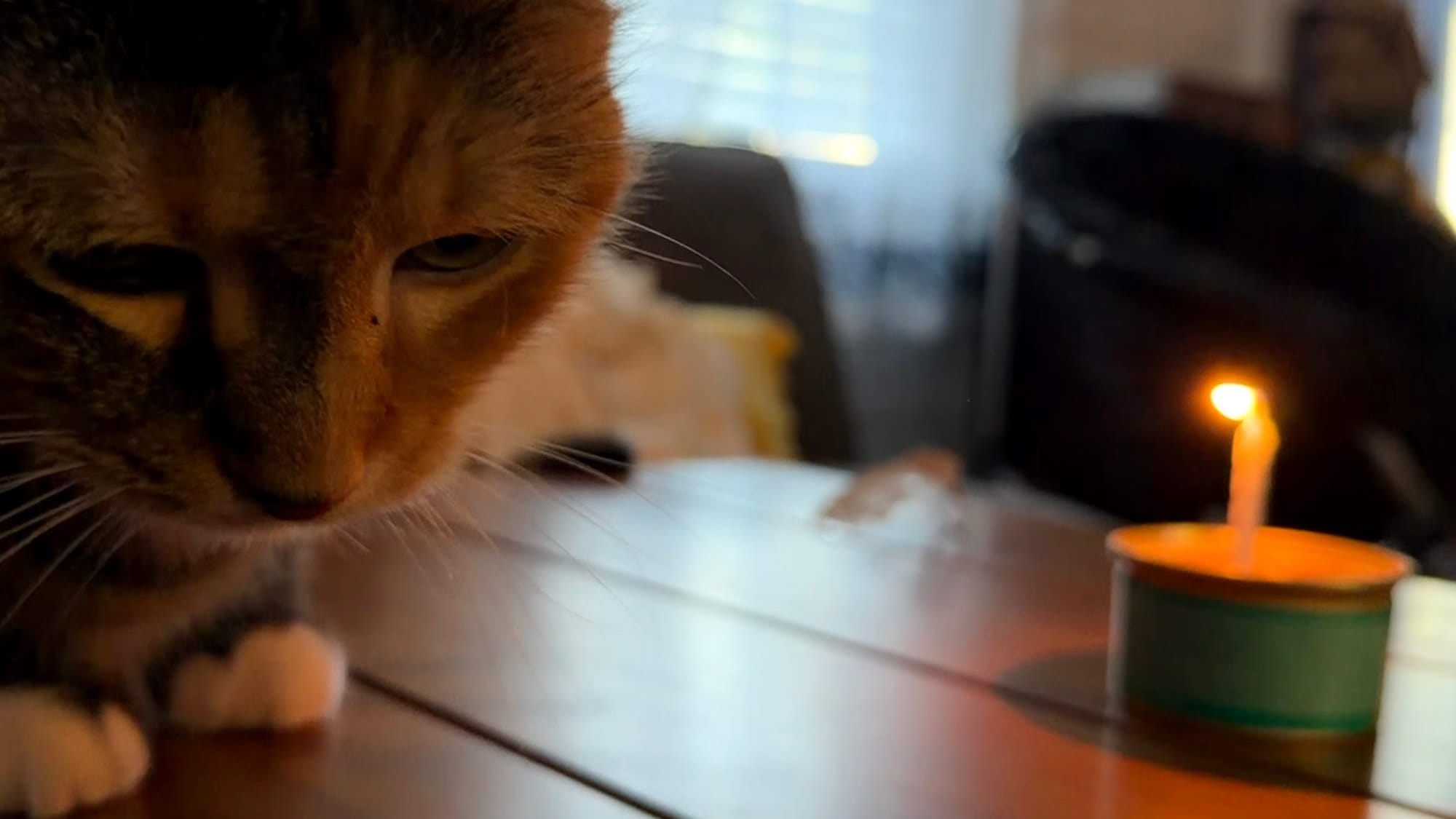 An orange, gray, and white cat looks away from a candle in a can of tuna
