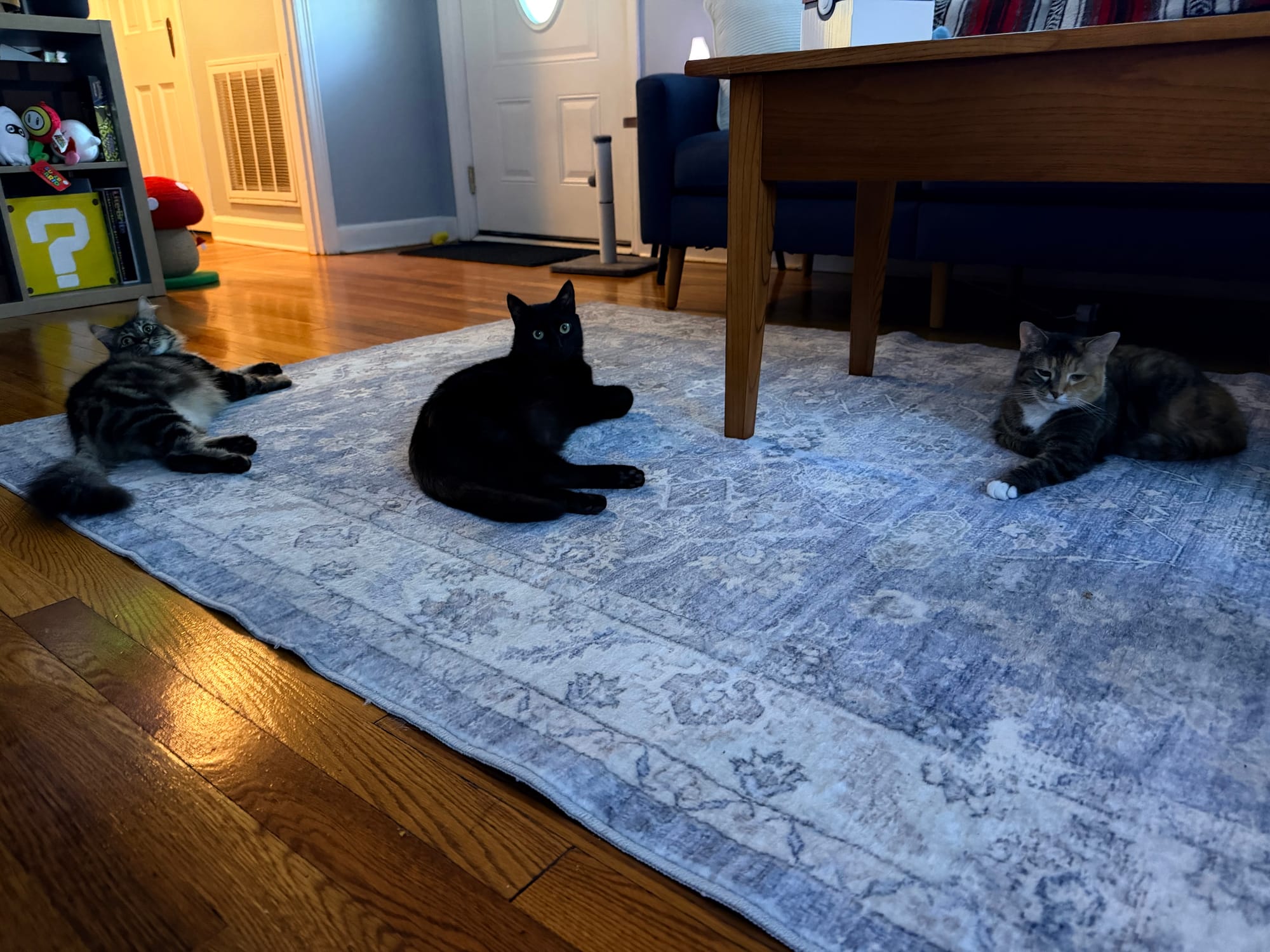 Marble, Agatha, and Harvie -- three cats spread out on a blue rug on a hardwood floor