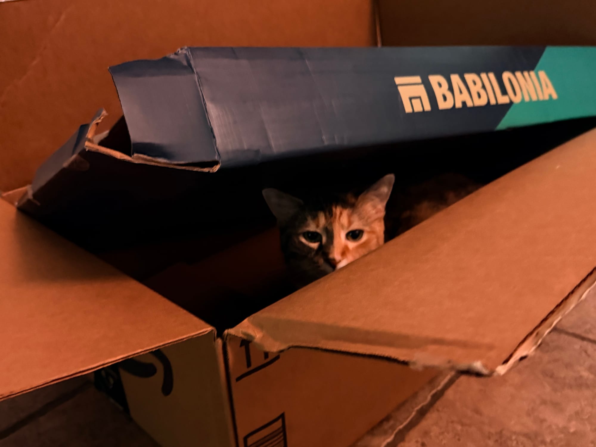 A cat hiding in a box that is covered by another smaller box