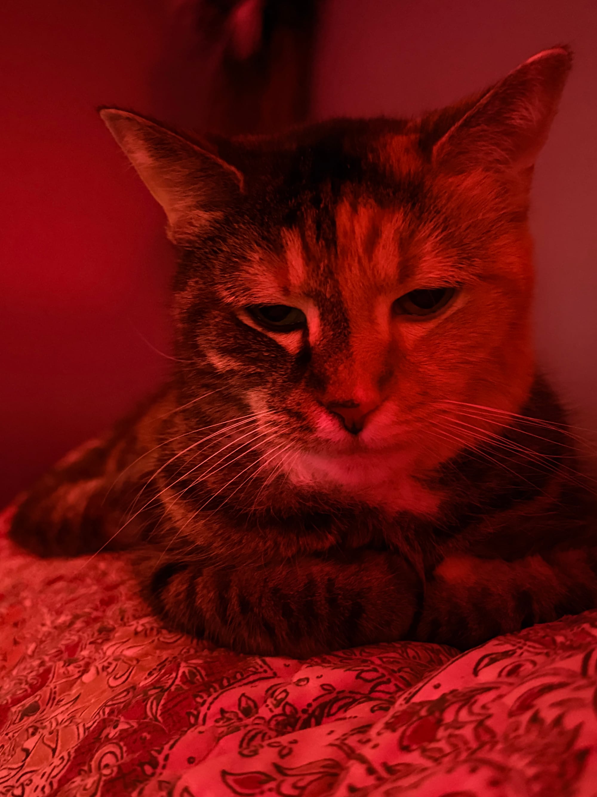 A cat with a two-toned face laying on a blanket bathed in red light