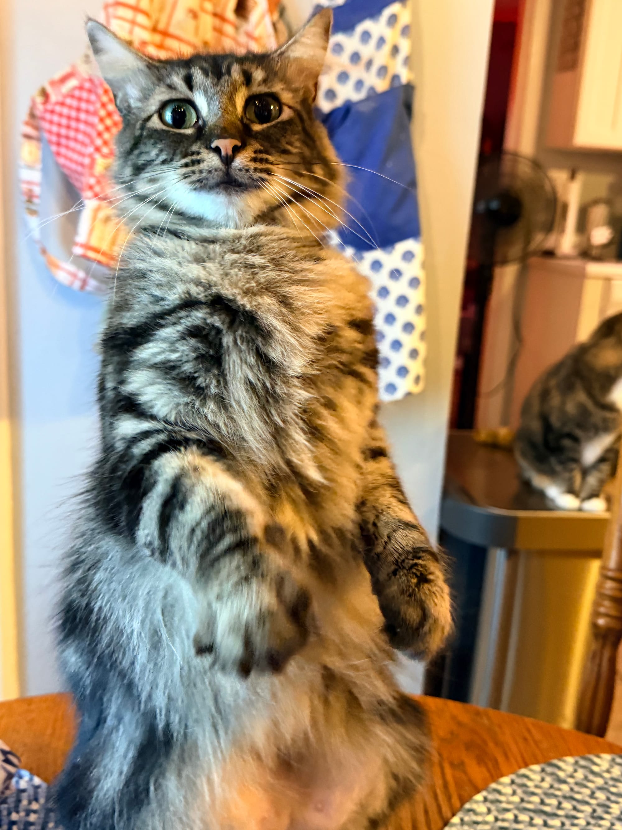 Marble is on her hind legs, gray and black patterned fur, looking at the camera