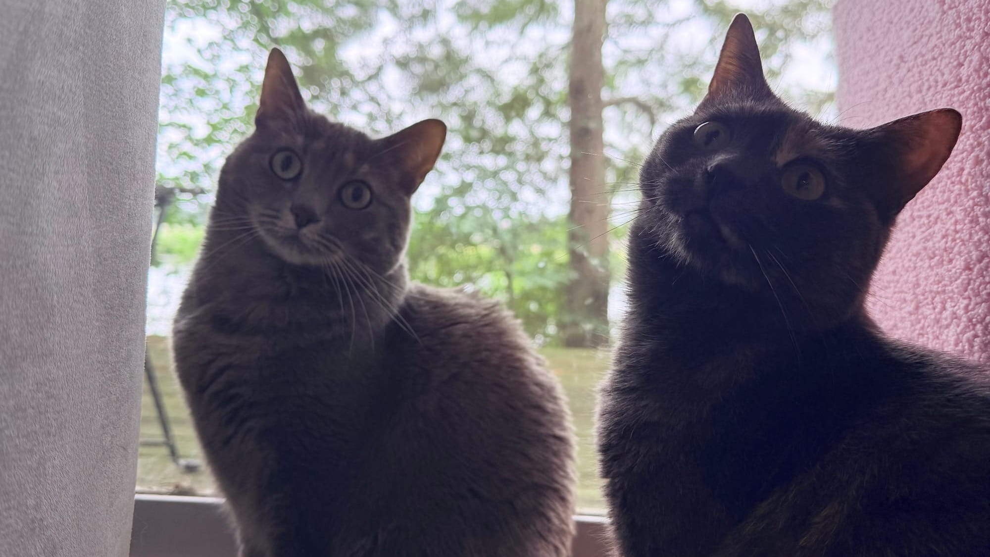 A gray cat on the left, a dark gray cat with a splotch of white over its left eye on the right, in front of a window