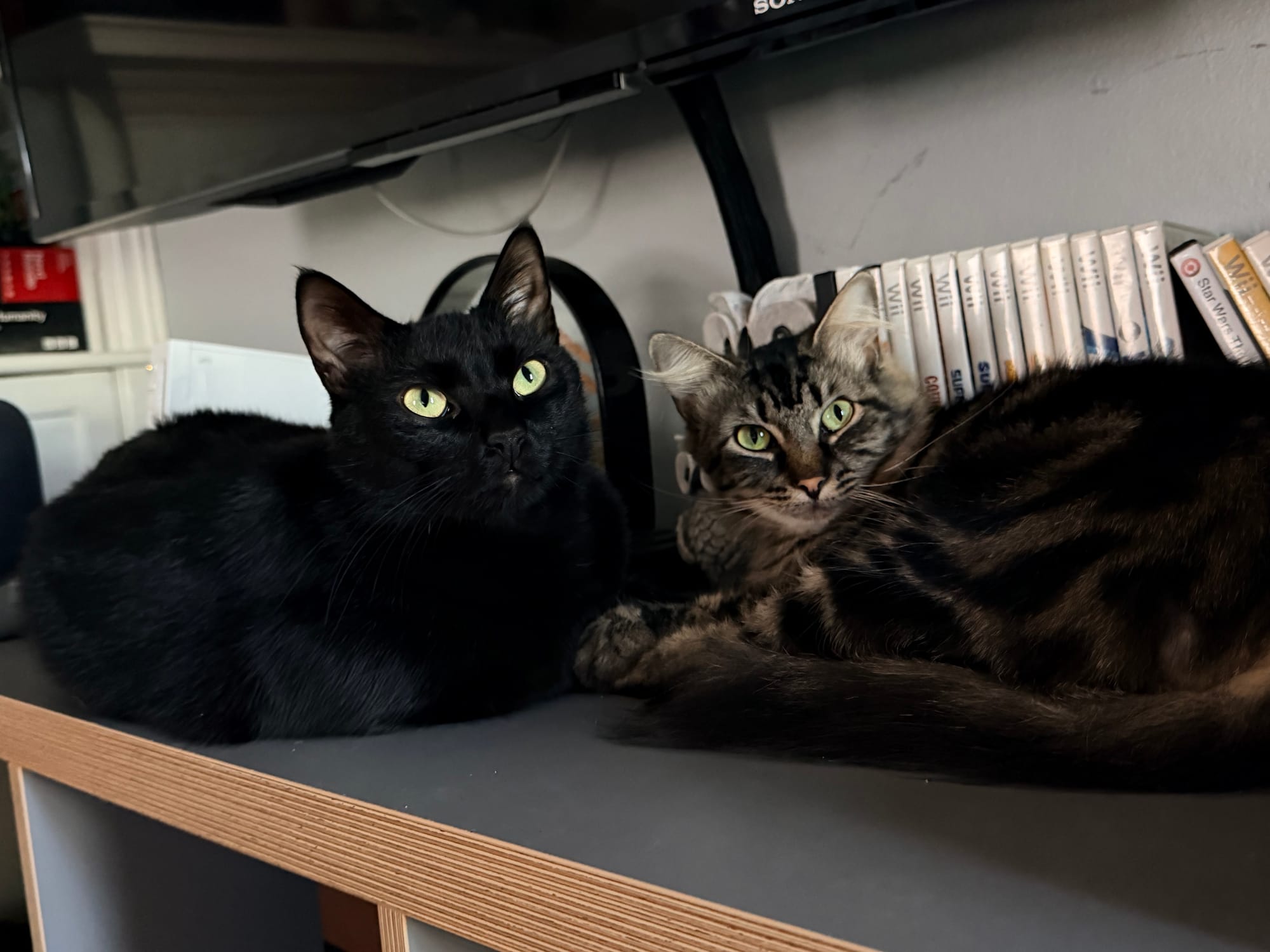 A black cat next to a Maine coon mix on a shelf near Wii video games