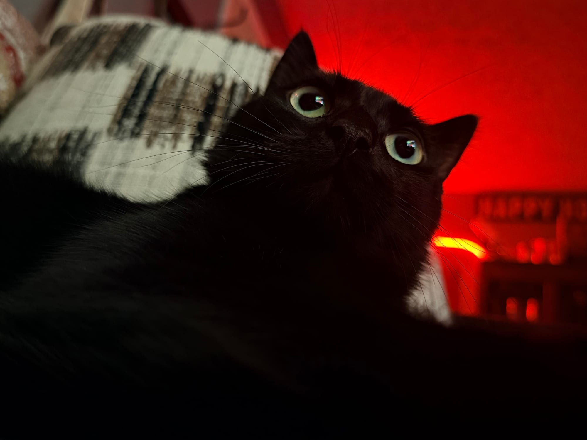 A black cat on a couch with a red light behind him, his big eyes looking past the camera