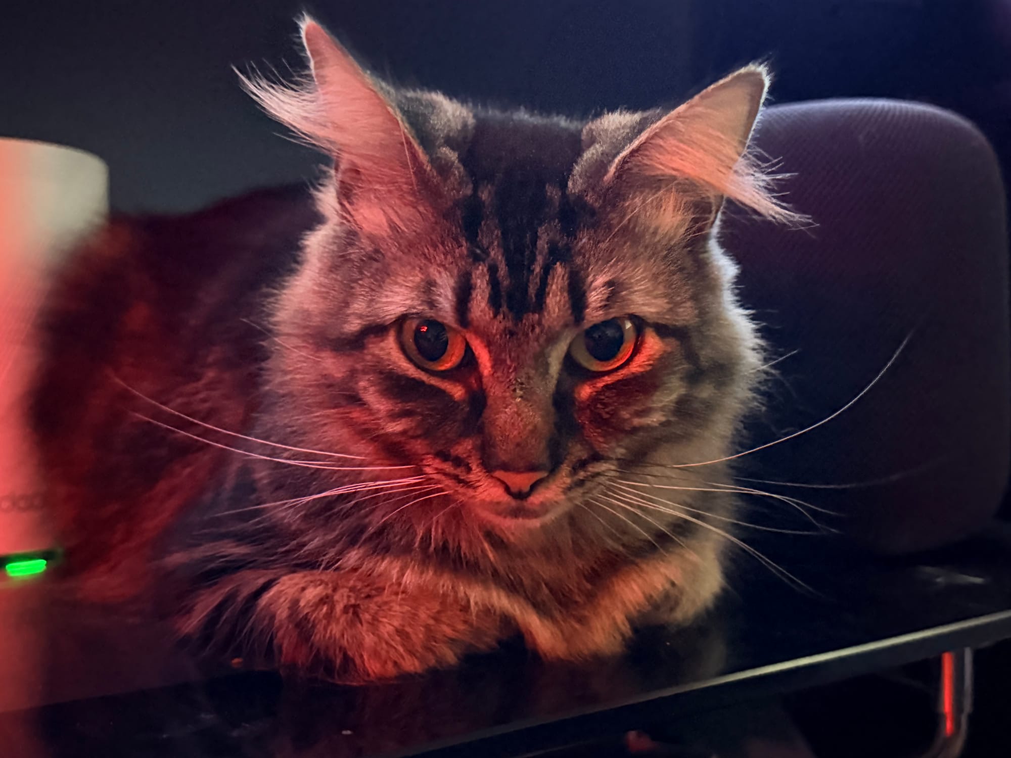 A gray and black Maine coon mix sitting on a glass table next to a HomePod