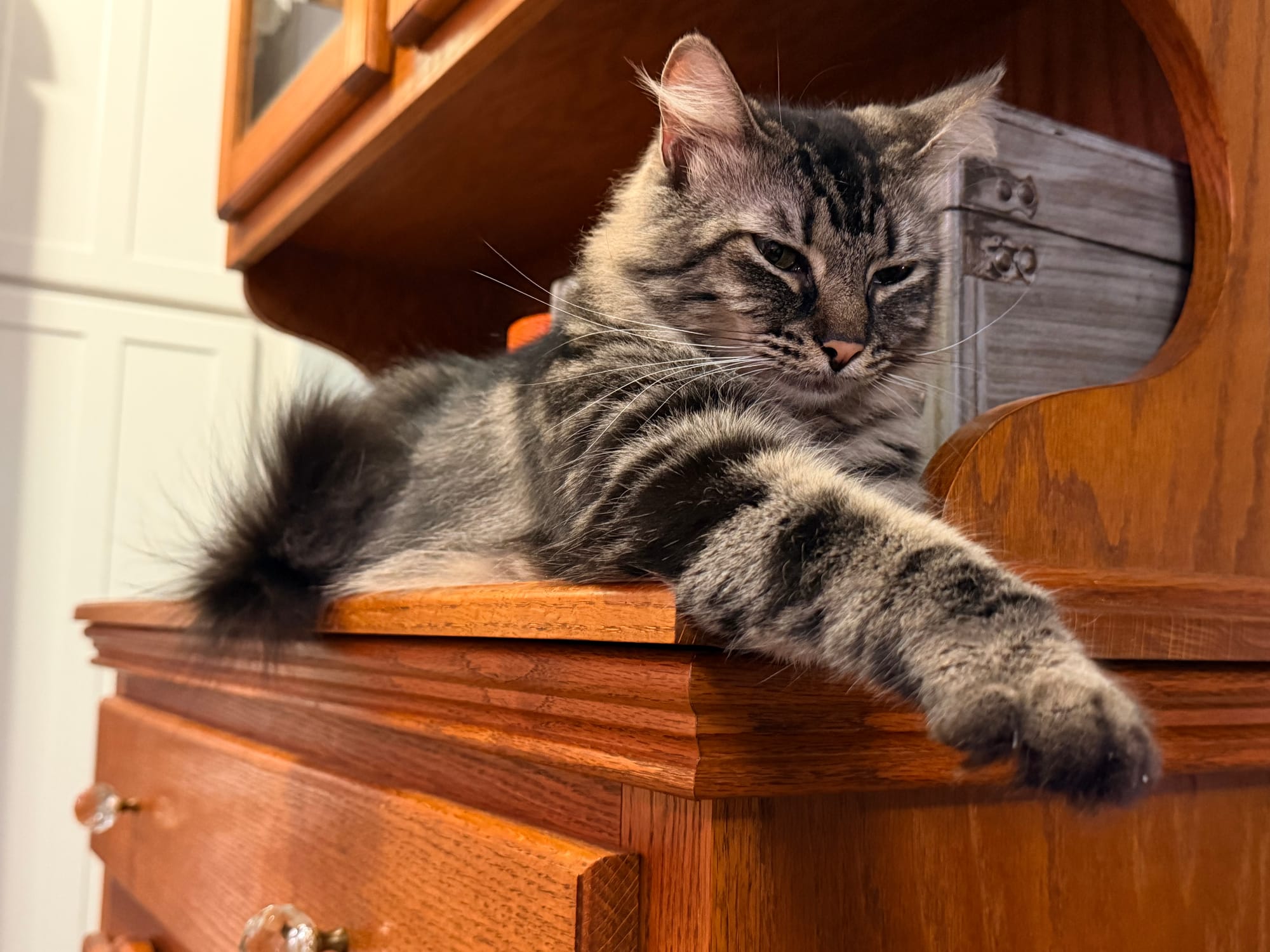 A Maine coon mix cat on a hutch with its paw stretched out