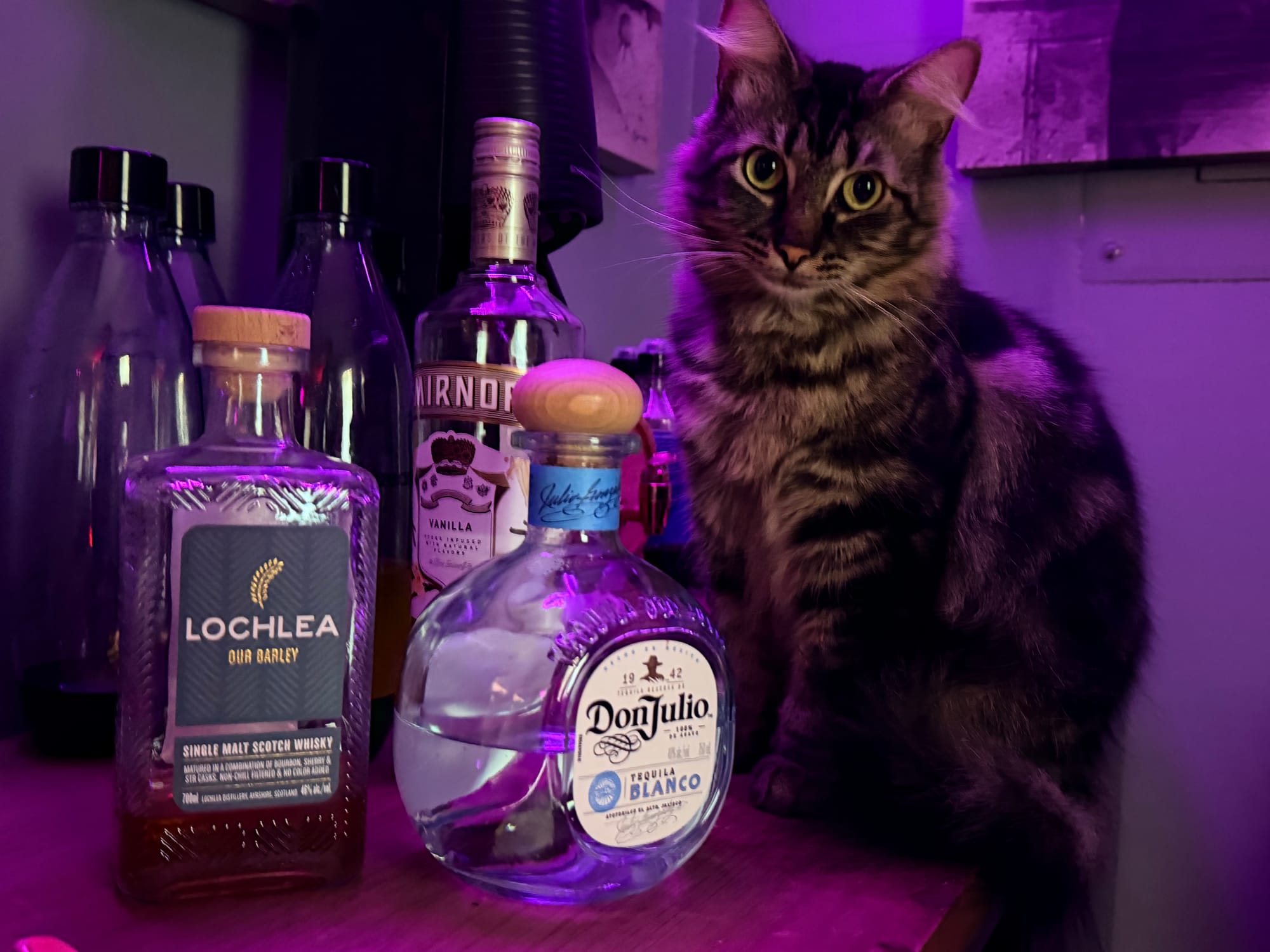 A Maine coon mix with brown and black fur sits on a bar by some liquor bottles