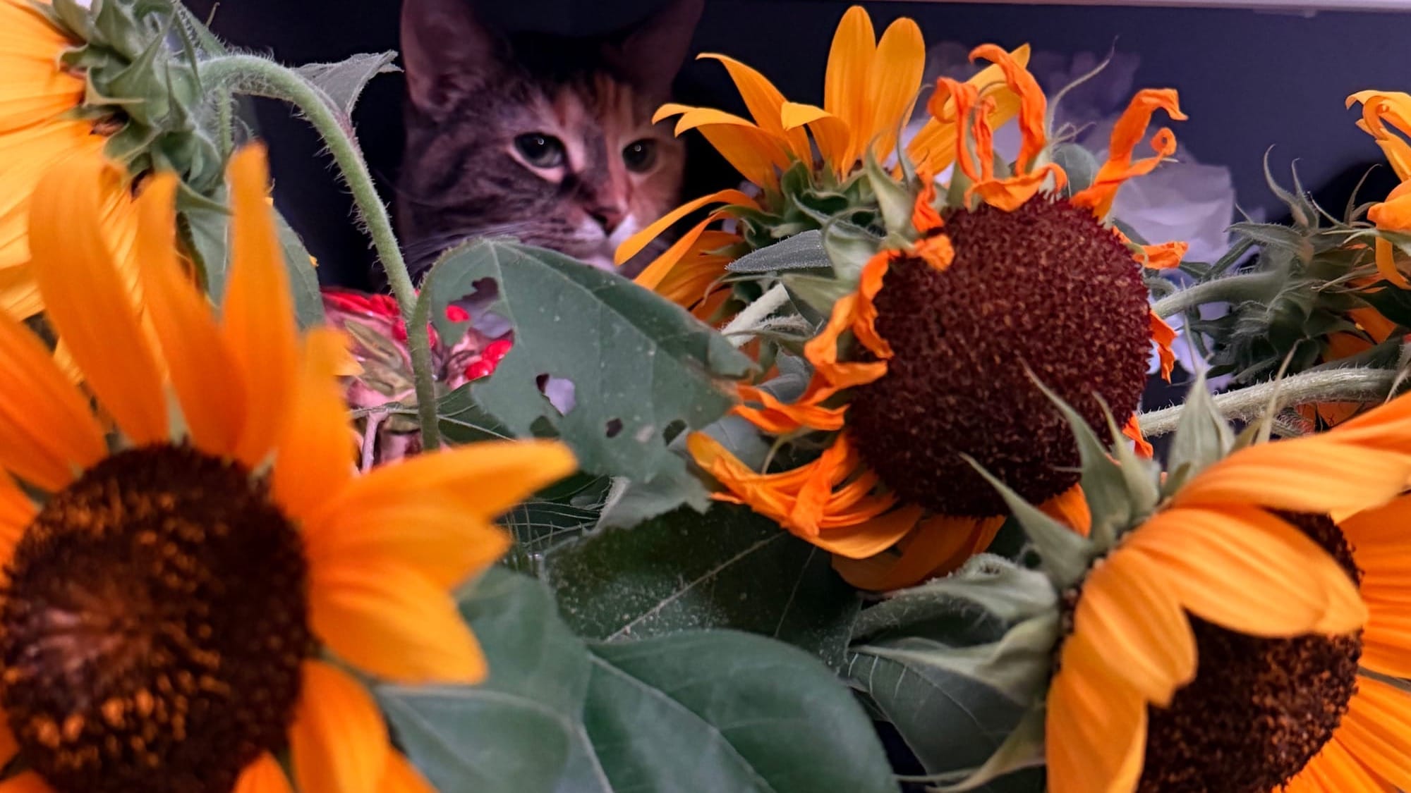 A brown and orange cat's head is seen peeking out from behind several sunflowers on a countertop