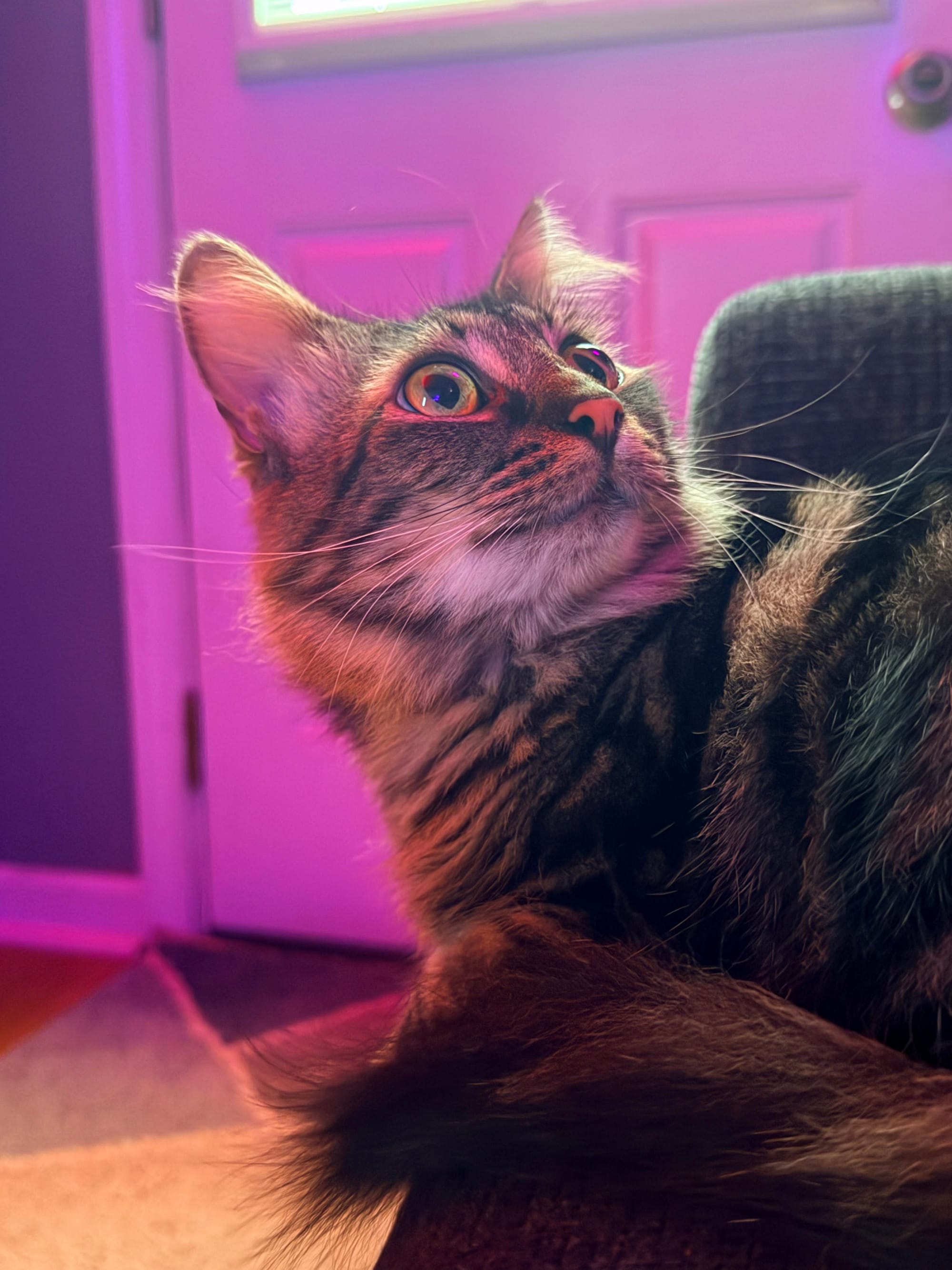 Marble is a brown and black patterned Maine coon mix sitting on a couch looking up and to the side, a purple light shines in the background