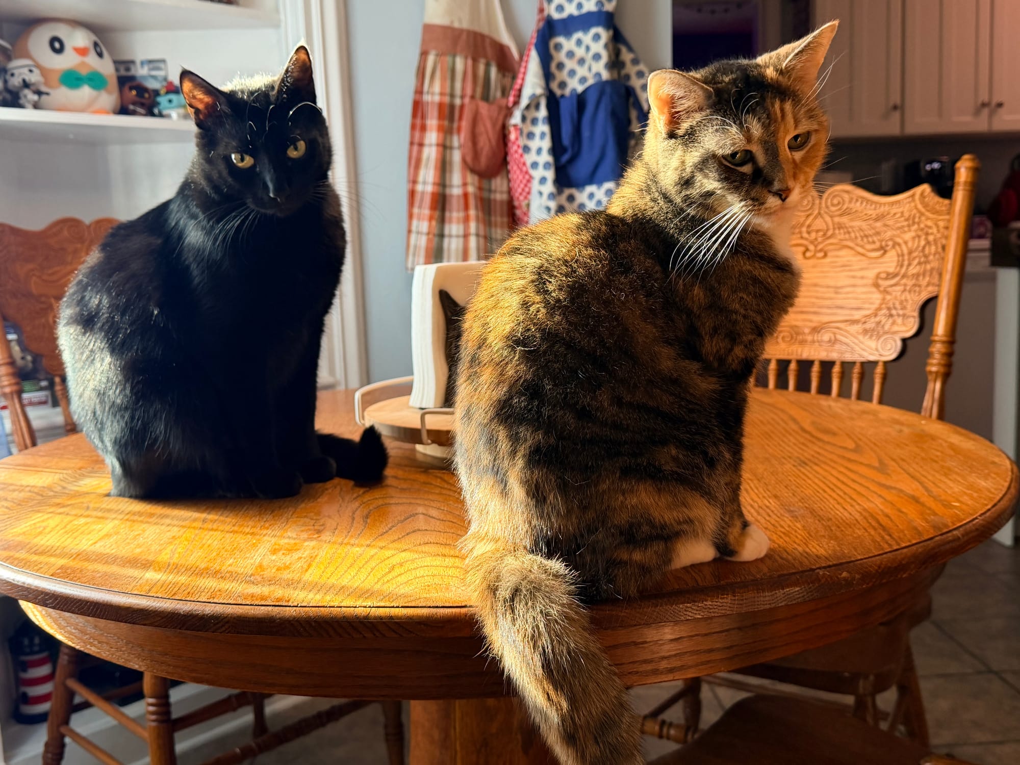 A black cat, Agatha, and a brown and orange cat, Harvie, sit on the kitchen table