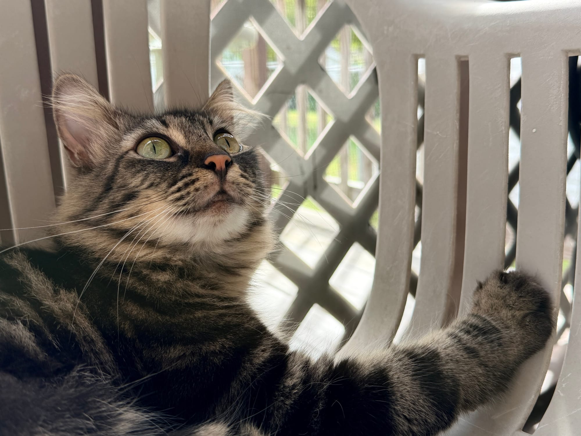 Marble is a maine coon mix with brown and black fur, she's on a chair in a screened-in porch