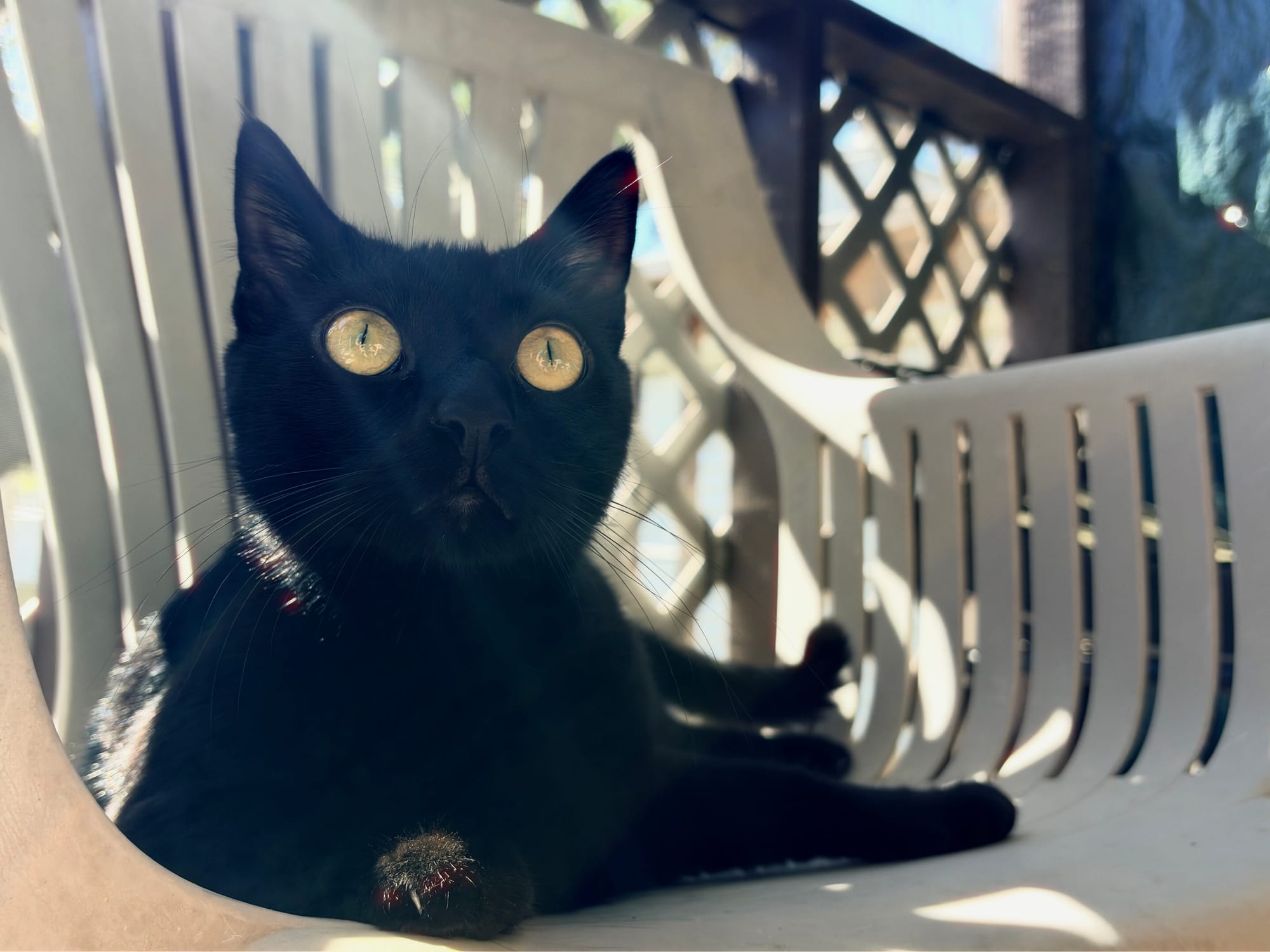 Agatha the black cat with big yellow eyes sitting in a white chair on a porch