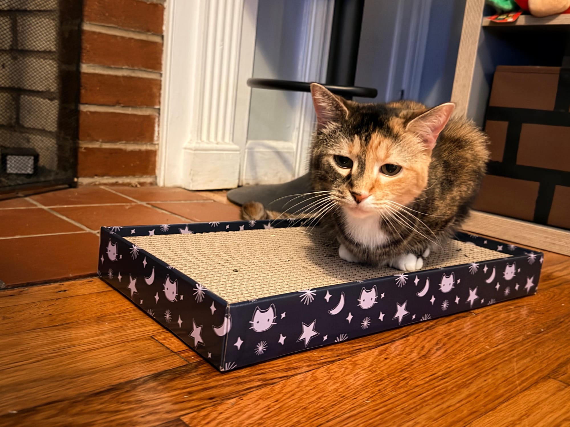 A black and orange cat with its colors split down the middle of its face sits on a cardboard scratching board