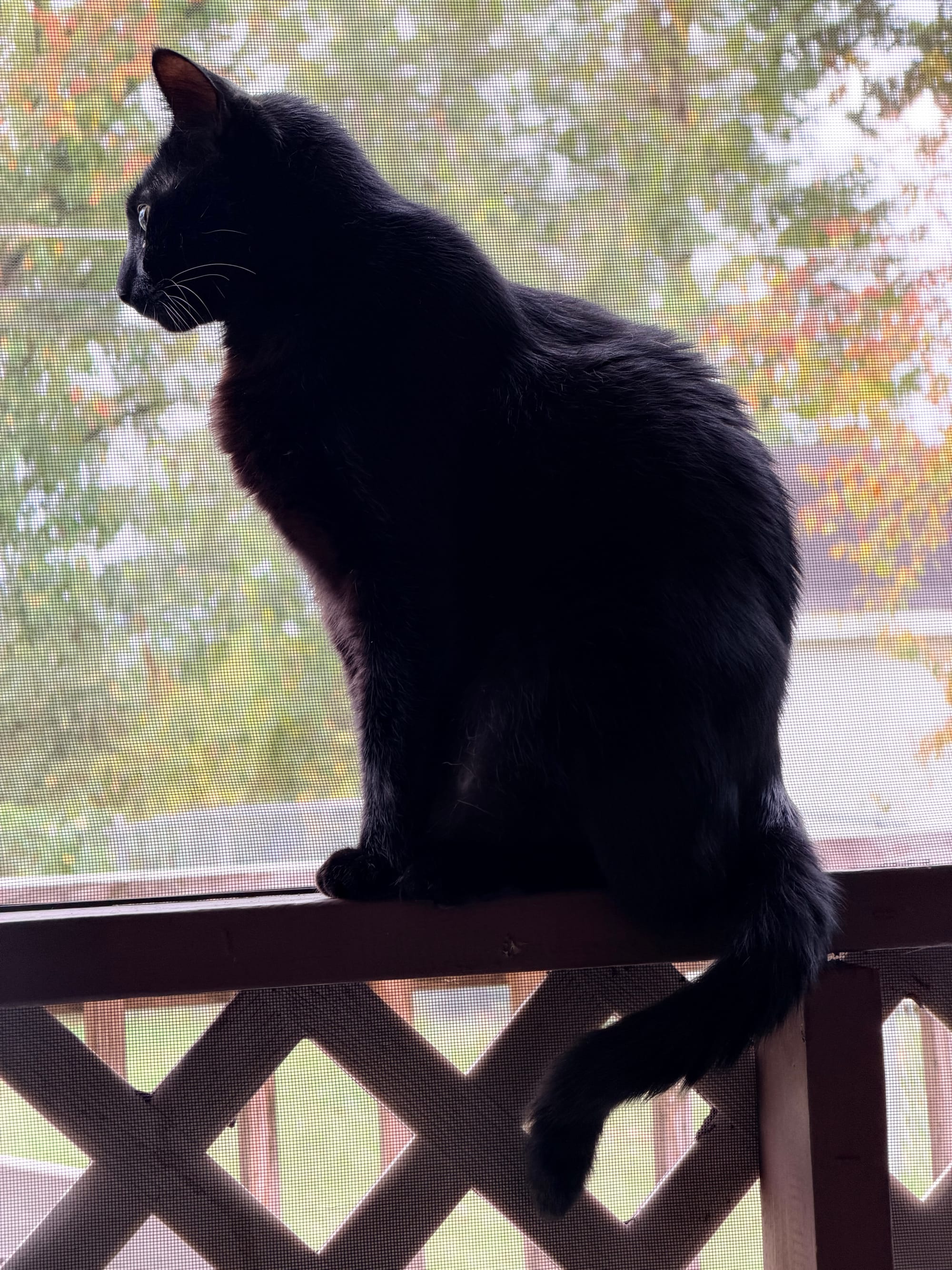 A black cat named Agatha sits on a screened in porch looking out into the yard.
