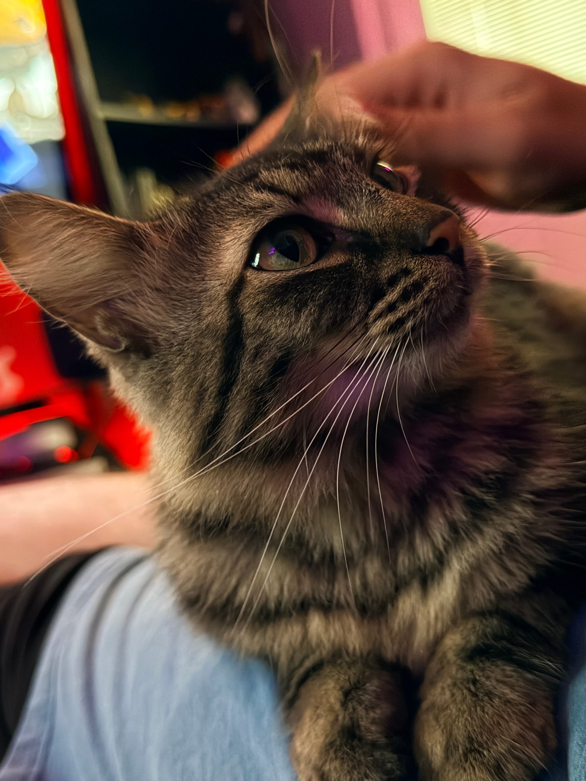 A Maine coon mix cat with brown and black fur on a lap being pet