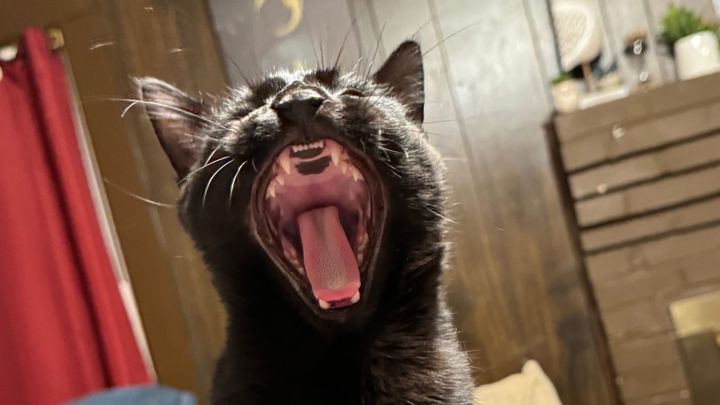 A photo of a black cat yawning