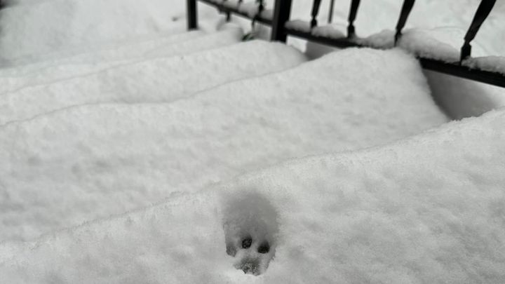 A single paw print visible in a pile of snow on steps, black railing off to the side
