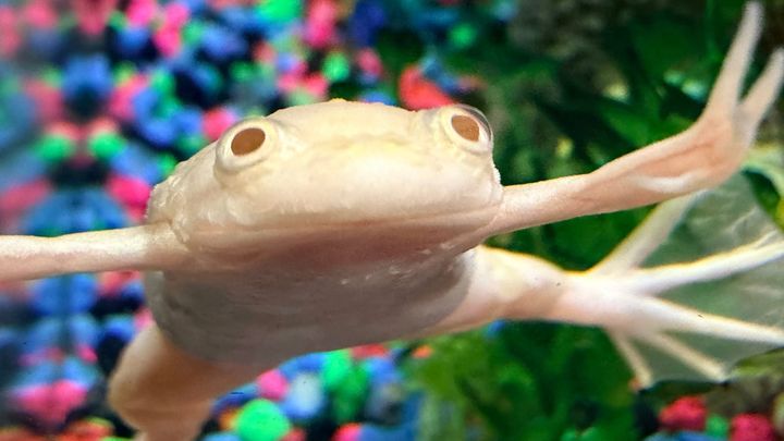An albino frog swimming in a small home aquarium, colorful rocks blurred out in the backgroun