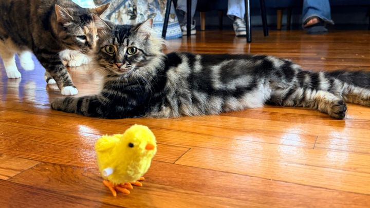 A brown and black cat lounges on a hardwood floor while staring at a yellow wind up chick, another cat sniffs her as she walks up from behind