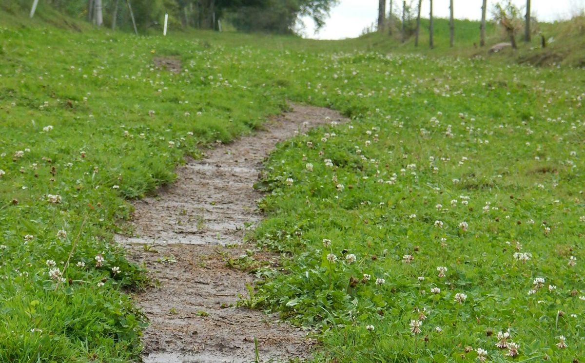 A dirt path between a line of trees and a fenced-in field