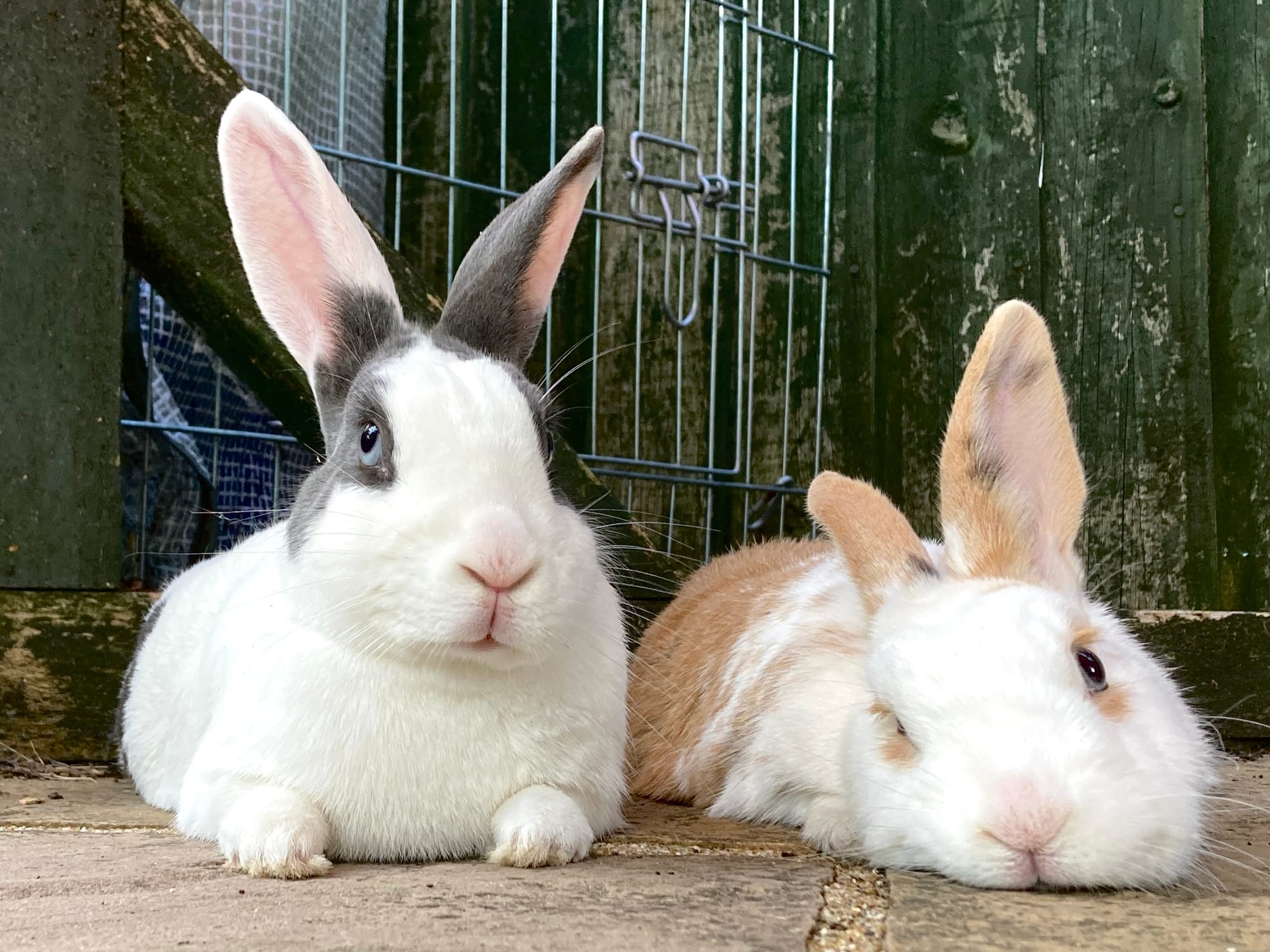 Two rabbits, one alert and fat, the other flopped and saggy.