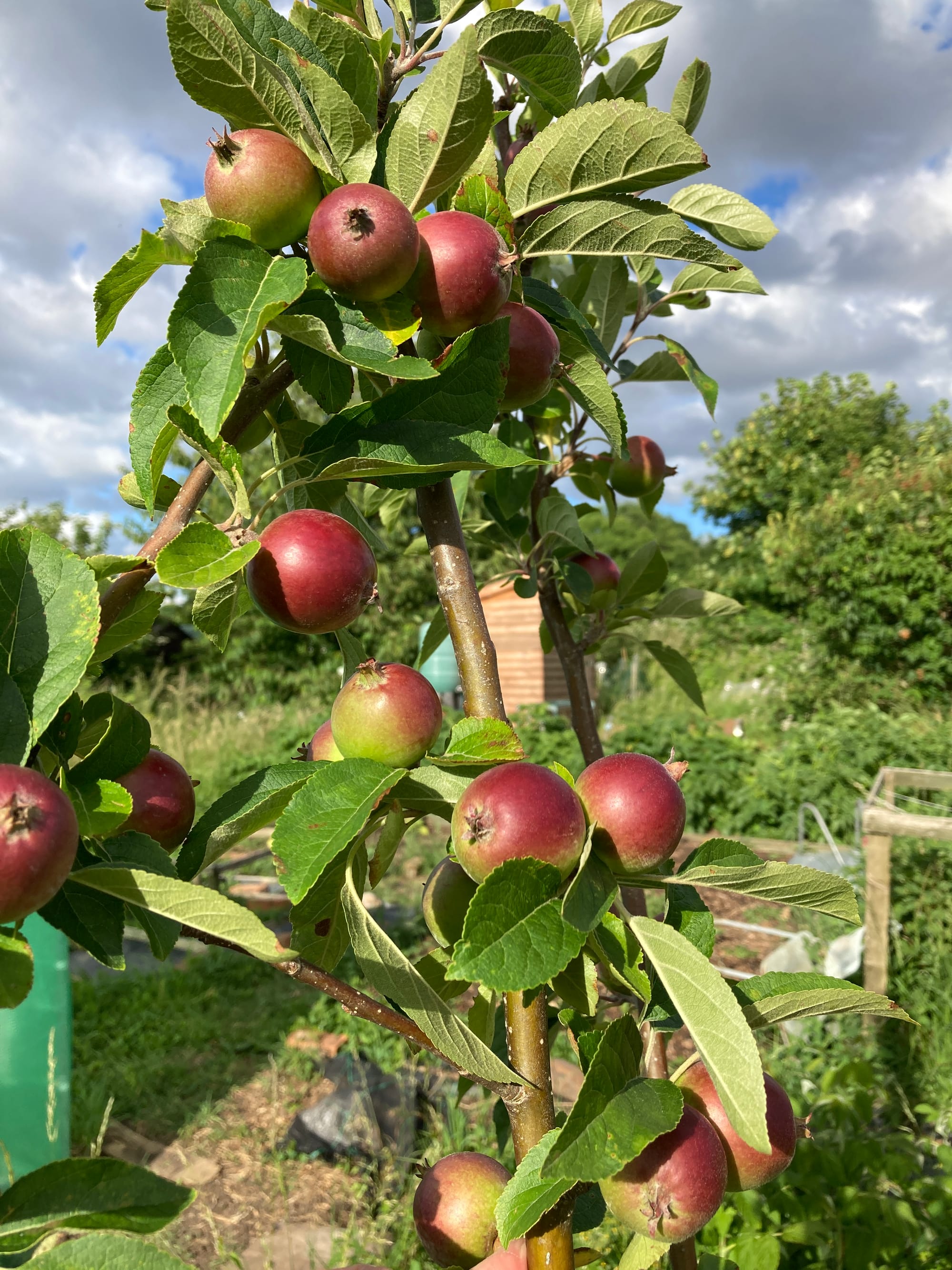 Apples on a tree in the sun.