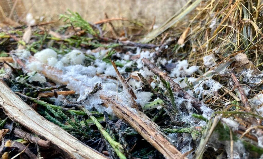 The Aerobic Digest 6: A light dusting of fungal snow