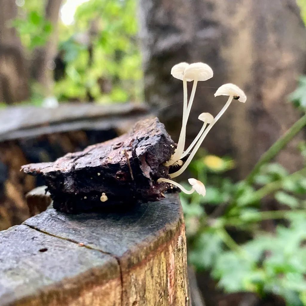 The Aerobic Digest 5: Of rats and shrooms