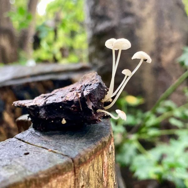 The Aerobic Digest 5: Of rats and shrooms