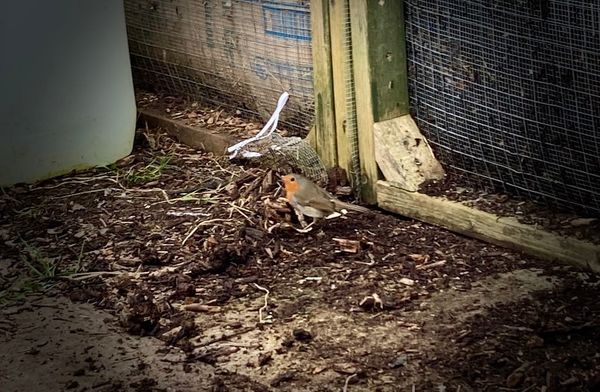 The Aerobic Digest 10: Biochar and red wrigglers