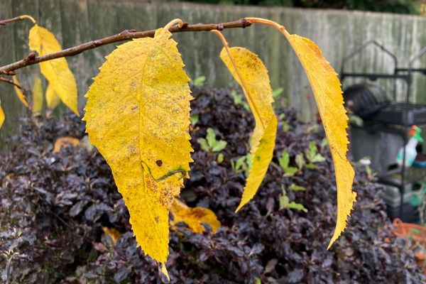 Status updates for November 2025