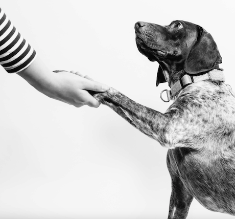Dog Front Leg Brace