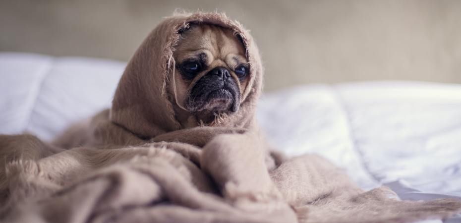 Handling quarantine burnout.