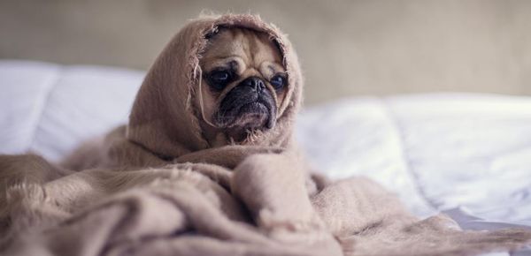 Handling quarantine burnout.