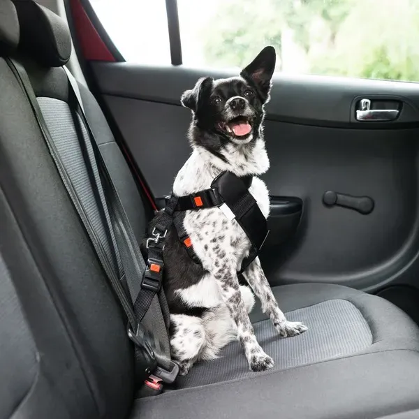 Perro seguro en coche con arnés conectado al cinturón