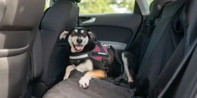 Transportadora segura para perro colocada en el maletero de un SUV