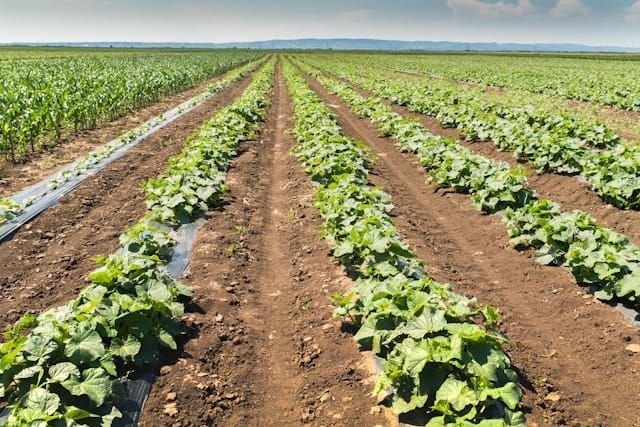 The Looming Gap: How Growing Population Puts Our Future Food Supply at Risk