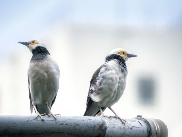 How People Twist Arguments: Fallacies, Gaslighting, and Double Standards