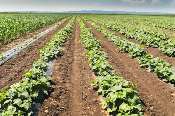 The Looming Gap: How Growing Population Puts Our Future Food Supply at Risk