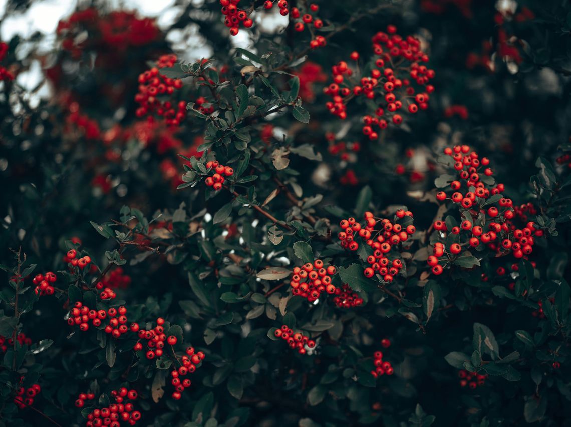 Rowa Fruit are Based on the Rowan Tree