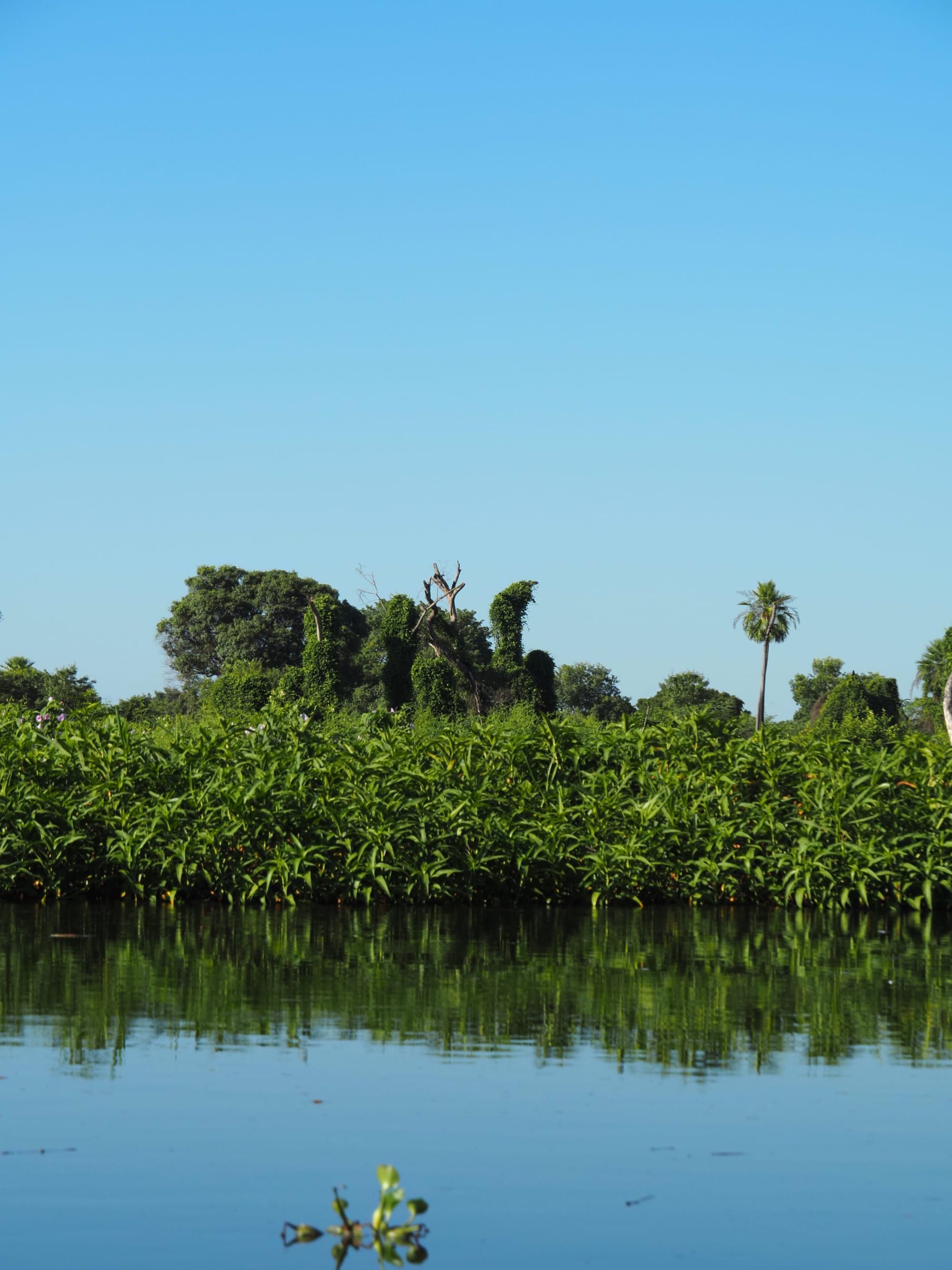 Pantanal, Brazil🐆