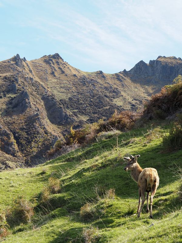 New Zealand🇳🇿