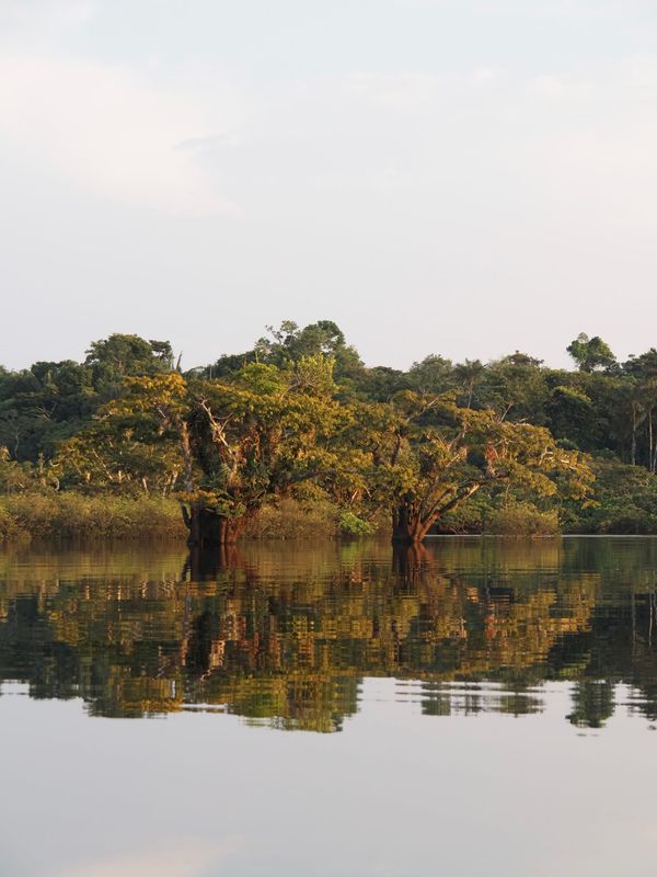 Amazon Rainforest, Ecuador🦜