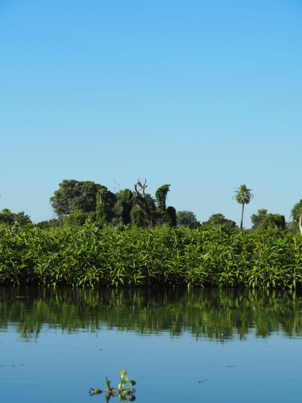 Pantanal, Brazil🐆
