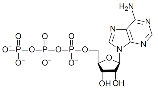Structure of an ATP molecule. Source: WikiMedia Commons