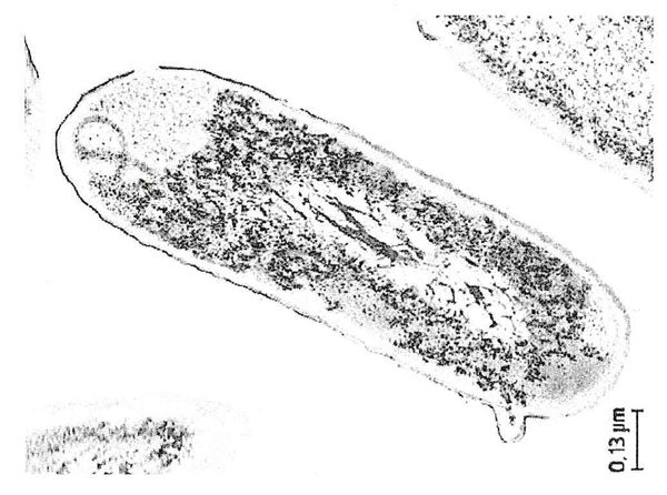 The Machinery of Life