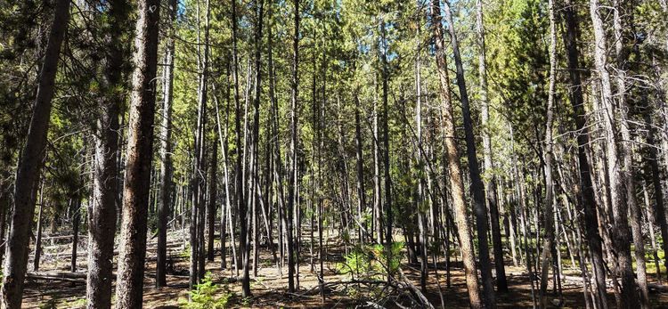 Disciple Making Movements (A Soft Critique)