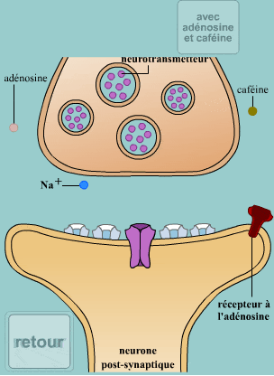 Caféine, adénosine et accoutumance